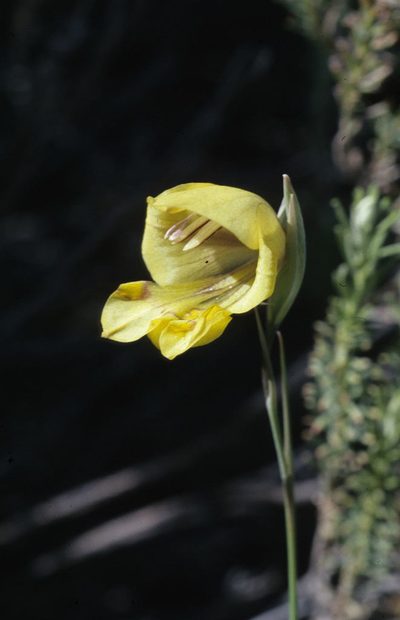 Gladiolus pritzelii, photographed by Tom Lloyd Evans