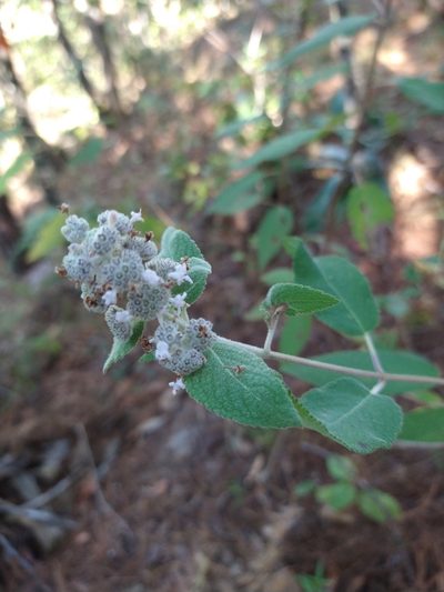 Mesosphaerum oblongifolium, photographed by Jonathan Rodriguez