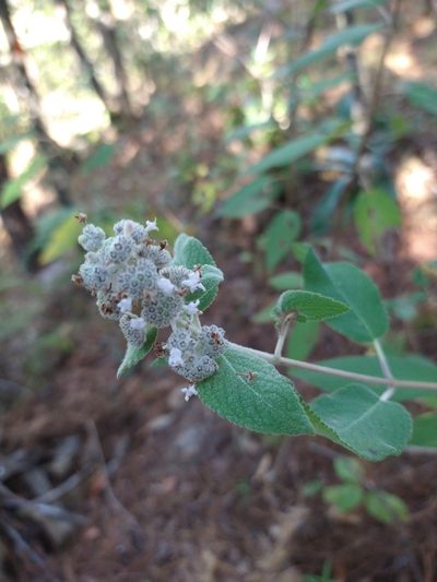 Mesosphaerum oblongifolium, photographed by Jonathan Rodriguez