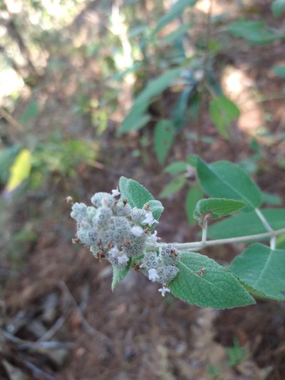 Mesosphaerum oblongifolium, photographed by Jonathan Rodriguez