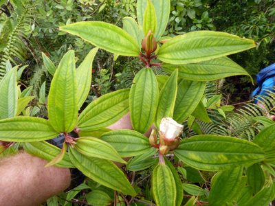 Melastoma denticulatum, photographed by Peter de Lange