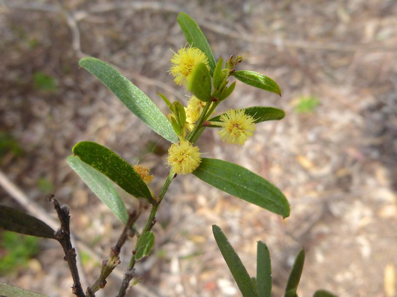 Acacia rostriformis, photographed by Kiri Bee