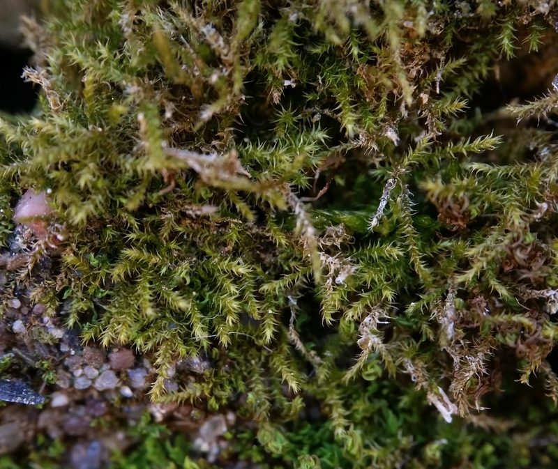 Campylophyllopsis hispidula, photographed by Zihao Wang