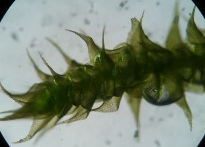 Campylophyllopsis hispidula, photographed by Zihao Wang