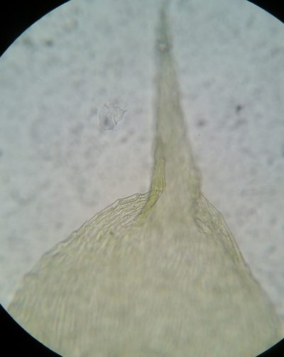Campylophyllopsis hispidula, photographed by Zihao Wang