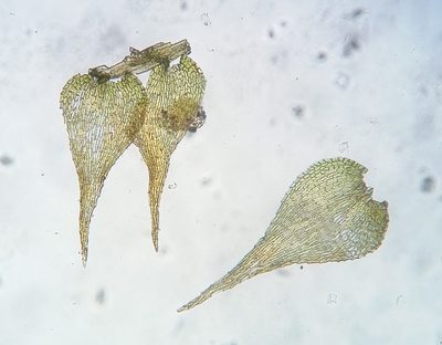 Campylophyllopsis hispidula, photographed by Zihao Wang