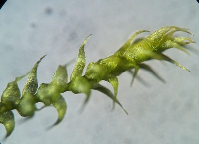 Campylophyllopsis hispidula, photographed by Zihao Wang