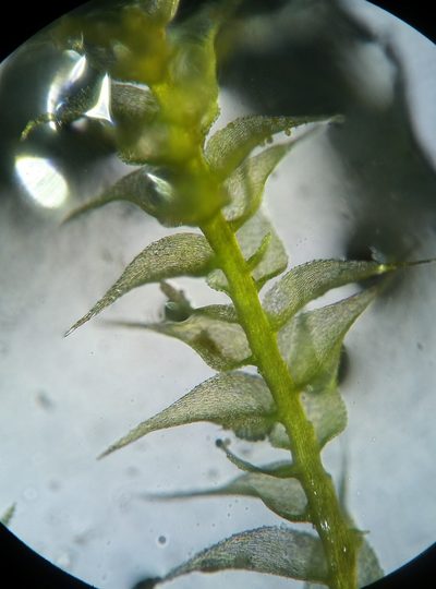 Campylophyllopsis hispidula, photographed by Zihao Wang