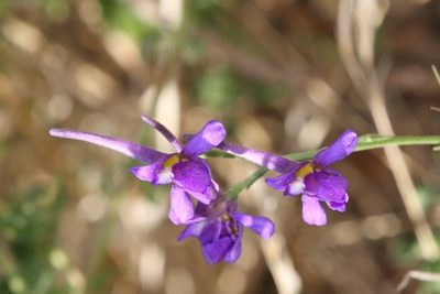 Delphinium halteratum, photographed by dhfischer