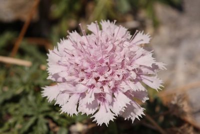 Lomelosia crenata, photographed by dhfischer