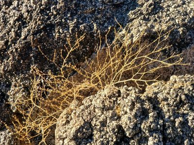 Zygophyllum laeve, photographed by Bob Miller
