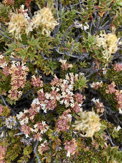 Archeria serpyllifolia, photographed by krumpianking