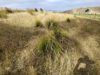 Carex longebrachiata, photographed by Paul Bell-Butler