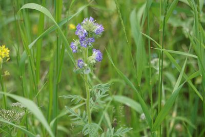 Phacelia franklinii, photographed by Spencer Quayle