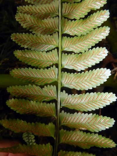 Asplenium tenerum, photographed by Peter de Lange