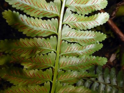 Asplenium tenerum, photographed by Peter de Lange