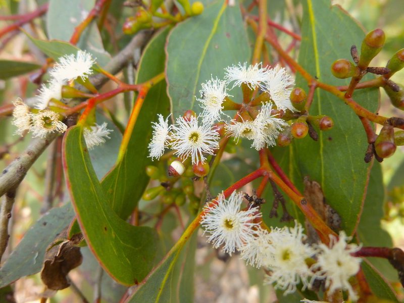 Eucalyptus behriana, photographed by Kiri Bee