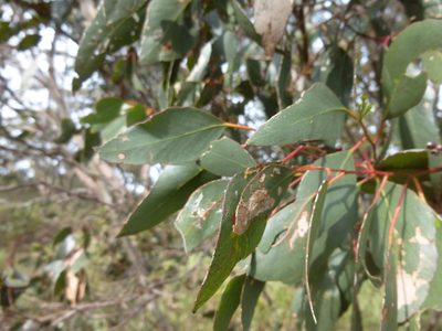 Eucalyptus behriana, photographed by Kiri Bee