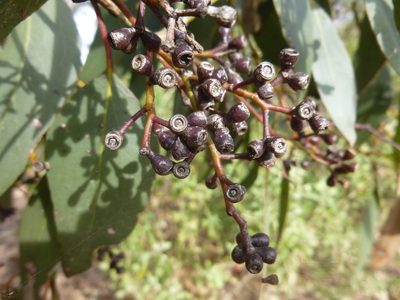 Eucalyptus behriana, photographed by Kiri Bee