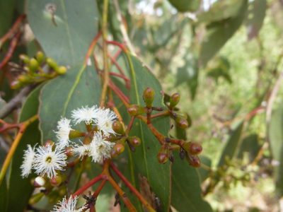 Eucalyptus behriana, photographed by Kiri Bee