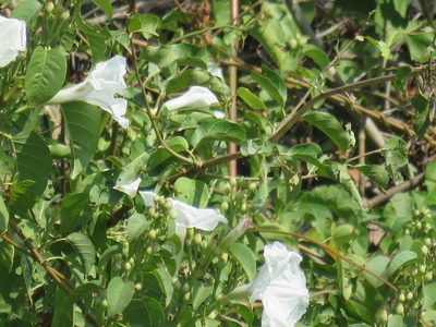 Ipomoea populina, photographed by Alexis López Hernández