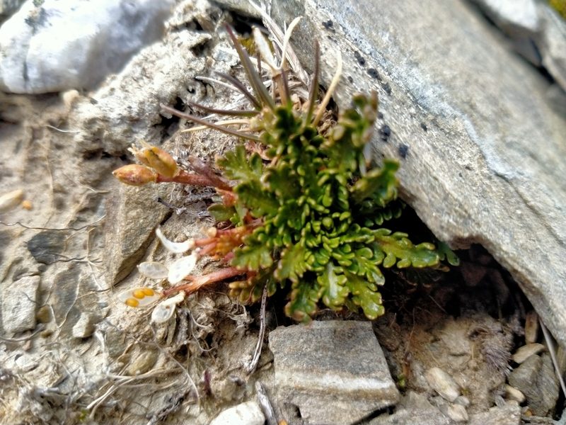 Pachycladon novae-zelandiae, photographed by John Barkla