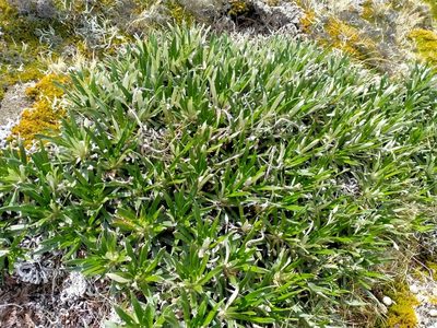 Celmisia viscosa, photographed by John Barkla