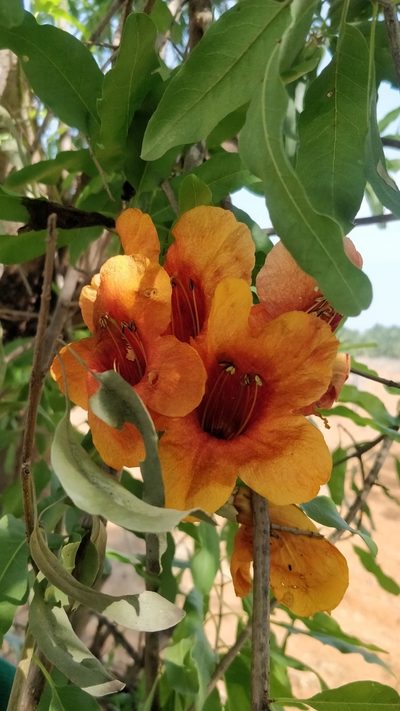 Tecomella undulata, photographed by Harsha Jayaramaiah