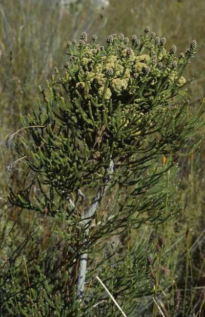 Brunia powrieae, photographed by Tom Lloyd Evans