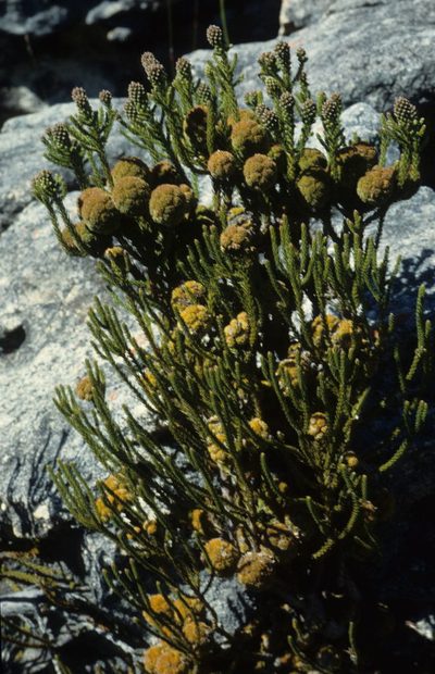 Brunia powrieae, photographed by Tom Lloyd Evans