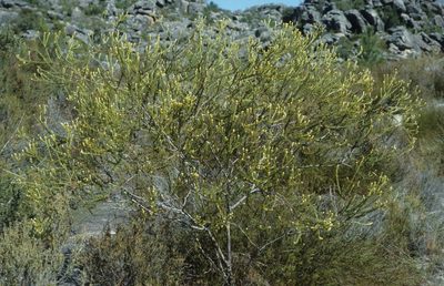 Phylica excelsa, photographed by Tom Lloyd Evans