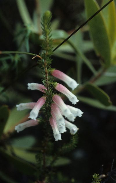 Erica leucotrachela, photographed by Tom Lloyd Evans