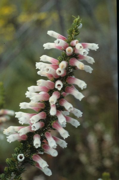 Erica leucotrachela, photographed by Tom Lloyd Evans