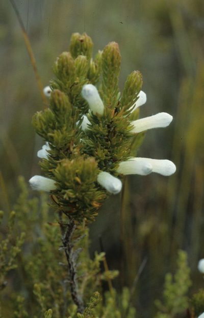 Erica leucotrachela, photographed by Tom Lloyd Evans