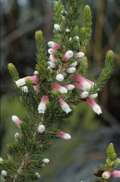 Erica leucotrachela, photographed by Tom Lloyd Evans