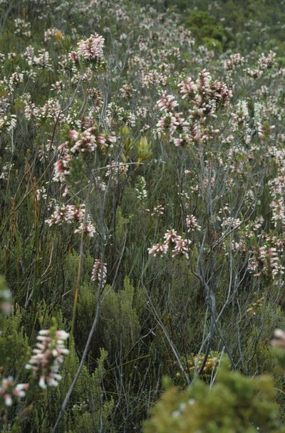 Erica leucotrachela, photographed by Tom Lloyd Evans