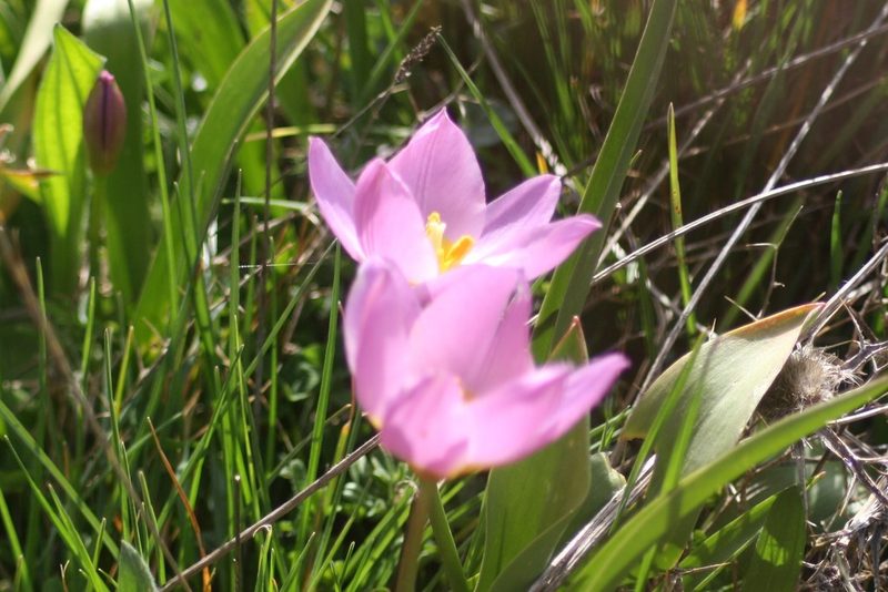 Tulipa saxatilis, photographed by John Lyden