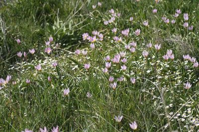 Tulipa saxatilis, photographed by John Lyden