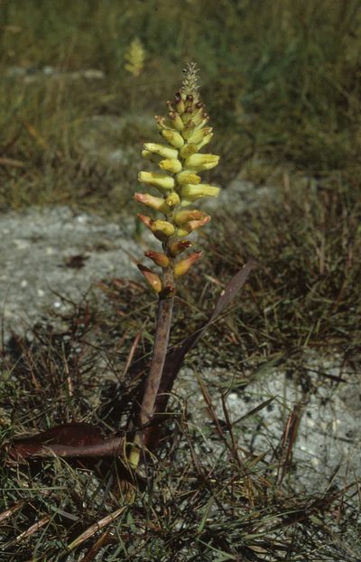 Lachenalia capensis, photographed by Tom Lloyd Evans