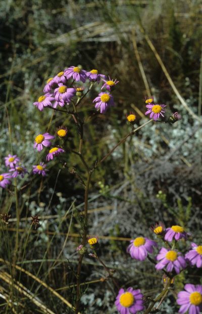 Senecio grandiflorus, photographed by Tom Lloyd Evans