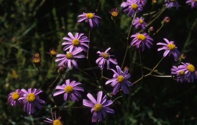 Senecio grandiflorus, photographed by Tom Lloyd Evans