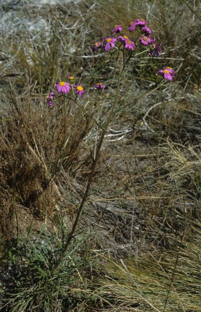 Senecio grandiflorus, photographed by Tom Lloyd Evans