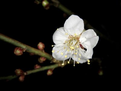 Prunus mume, photographed by りなべる