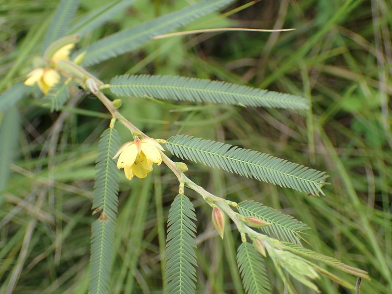 Chamaecrista comosa, photographed by Mahomed Desai
