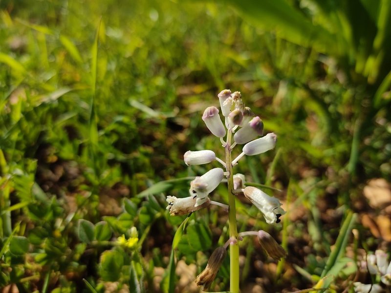 Bellevalia flexuosa, photographed by Aryeh