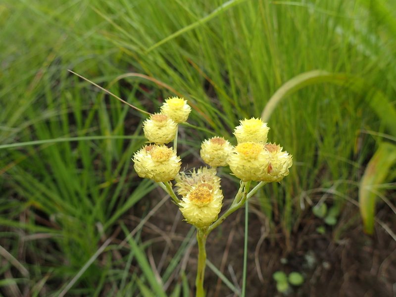 Helichrysum mixtum, photographed by Mahomed Desai