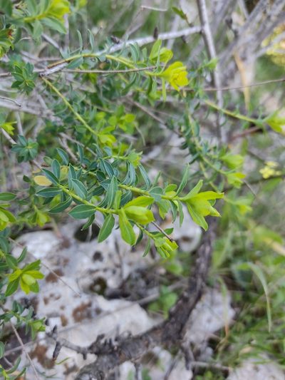 Euphorbia hierosolymitana, photographed by Aryeh