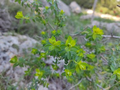 Euphorbia hierosolymitana, photographed by Aryeh