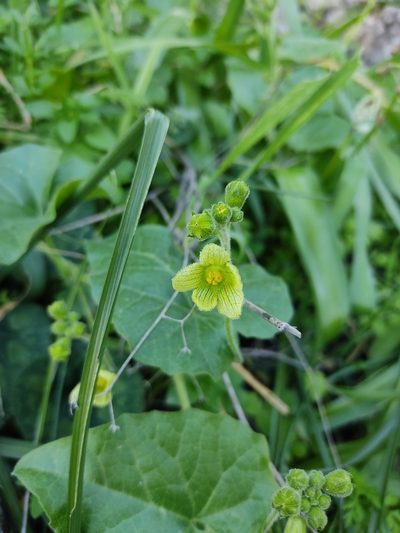 Bryonia syriaca, photographed by Aryeh