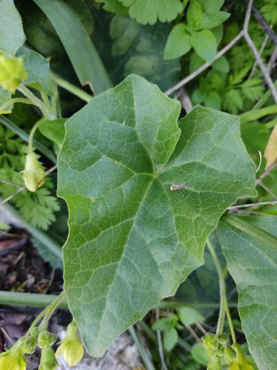 Bryonia syriaca, photographed by Aryeh